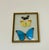 Butterflies Specimens in a Conflex Glass Frame For Sale - Image 4 of 6