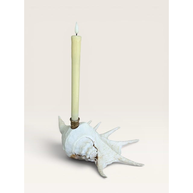 Metal Extra Large Coastal Heirloom Spider Conch Shell Candlestick Holder | Brass Candle Cup | Organic Modern Coastal Decor For Sale - Image 7 of 8