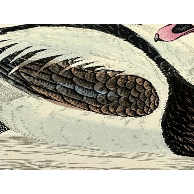 Antique Hand Tinted Bird Print From England Featuring a Long Tailed Duck - Circa 1888 For Sale In Dallas - Image 6 of 11