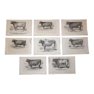 Antique 19th C. Lithographs-Cattle-Set of 8 For Sale