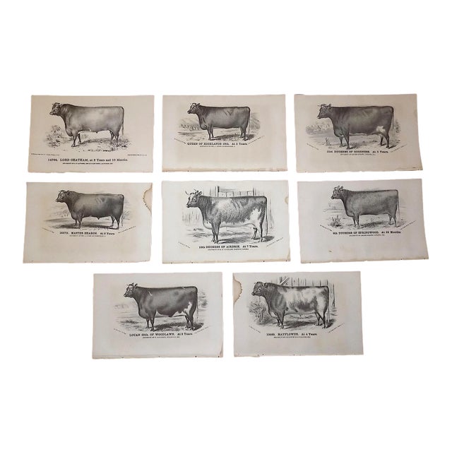 Antique 19th C. Lithographs-Cattle-Set of 8 For Sale