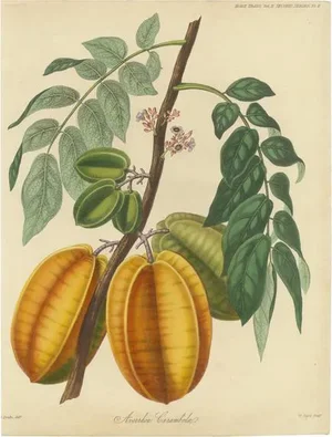 Averrhoa Carambola Fruit, 1835, Paper