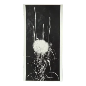 Dean W Hand Mid 20th Century Photograph of a Weed