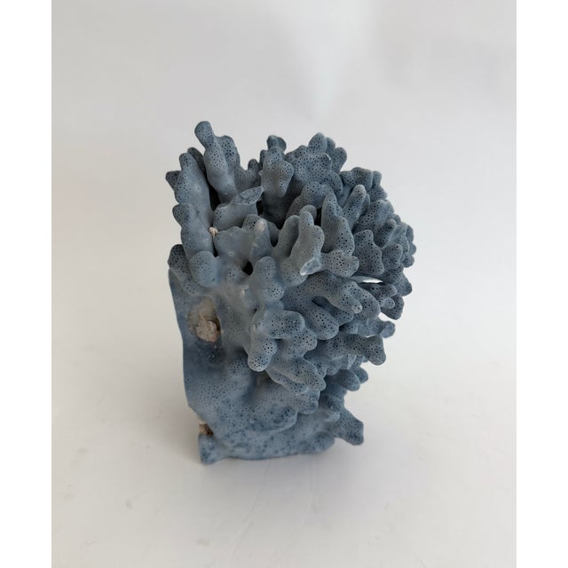 Natural Blue Coral Specimen Coastal Decor For Sale - Image 4 of 7