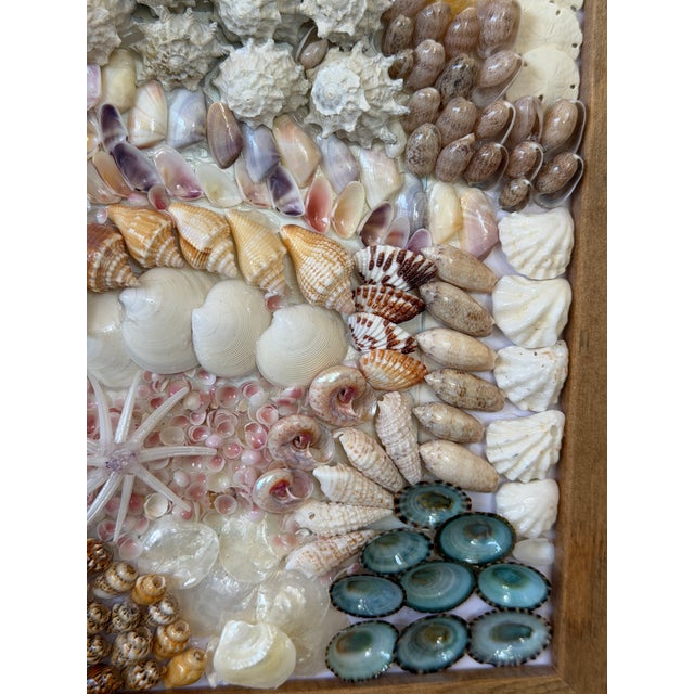 Custom Framed Coastal Seashell Wall Art For Sale - Image 4 of 10