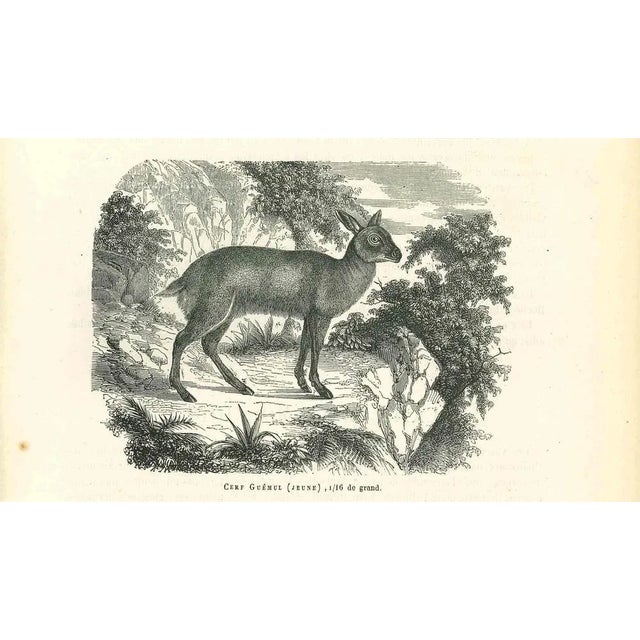 Cerf Gueule is an original lithograph on ivory-colored paper, realized by Paul Gervais (1816-1879). The artwork is from...