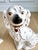 Staffordshire Vintage William Kent Staffordshire Ware Copper-Luster Spaniel Dogs, Pair For Sale - Image 4 of 10