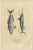 Illustrations of various marine animals, each labeled with a name that corresponds to specific species: 1. Espadon: This...