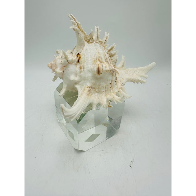 Shell Sculpture on Crystal Base For Sale In Charleston - Image 6 of 6