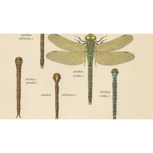 Dragonflies of Central Europe, 1908, Lithograph, Set of 3 For Sale - Image 10 of 14