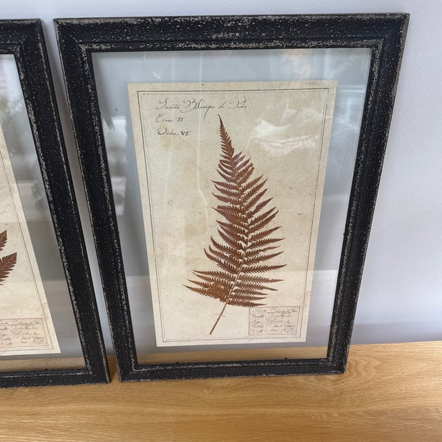 Pair of Antique Framed Pressed Botanical Specimens From the Societe De Botanique De Paris For Sale - Image 4 of 12