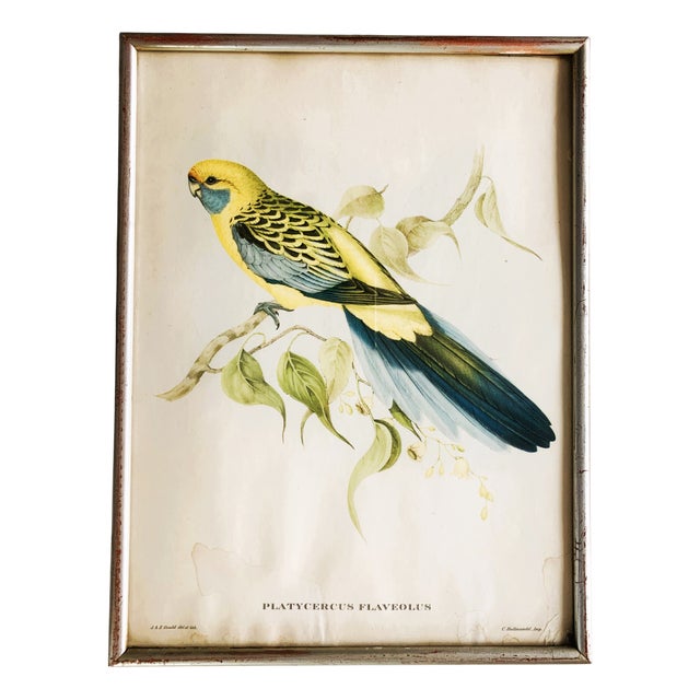 Nature Illustration of a Bird of the Species Sylvia Atricapilla, 1950s For Sale