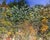 Landscape photograph of a Tree Line in Fall. Printed on Archival Paper