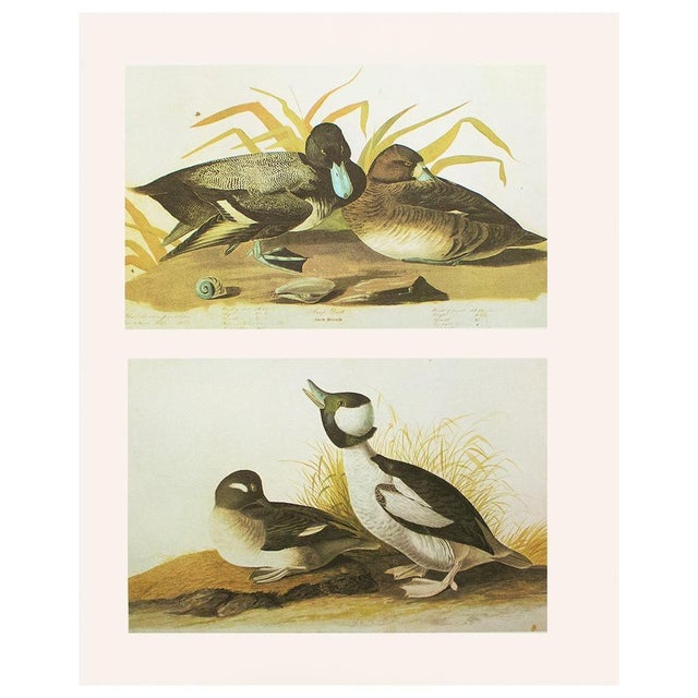 Paper 1966 Vintage Cottage Print, "Scaup Duck and Bonaparte's Gull" After John James Audubon For Sale - Image 7 of 7