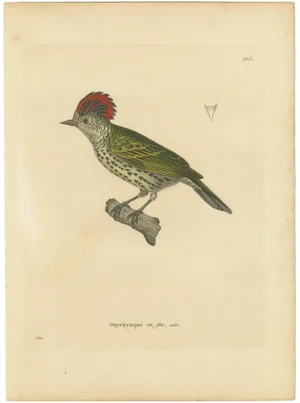 Prêtre, Crested Woodpecker, 1808, Engraving