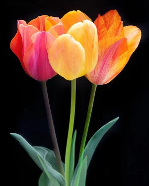 2020s "Triple Tulip" Contemporary Original Still Life Photograph by Michael Filonow