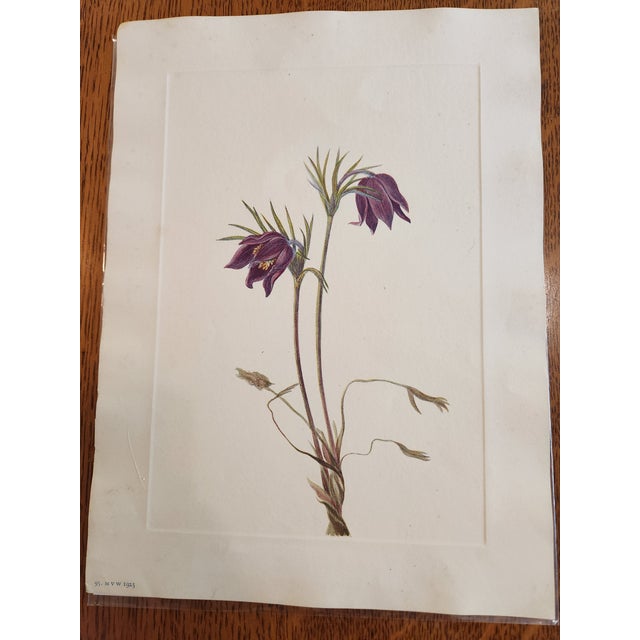 1960s Vintage Smithsonian's Botanical Prints Unframed by Mary Vaux Walcott Set of 4 Lilies Including the Original Print's Description by the Author 1925 For Sale - Image 5 of 11