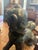 1950s 1950s Large 44 Inch High Asian Bronze Foo Dog Statue With Shell Stone Inlay For Sale - Image 5 of 10