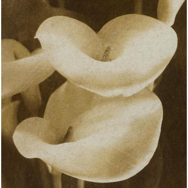 Lilies - Signed limited edition archival pigment print - Edition of 8 Photography 1993 and Bichromate print : 2014 Pigment...