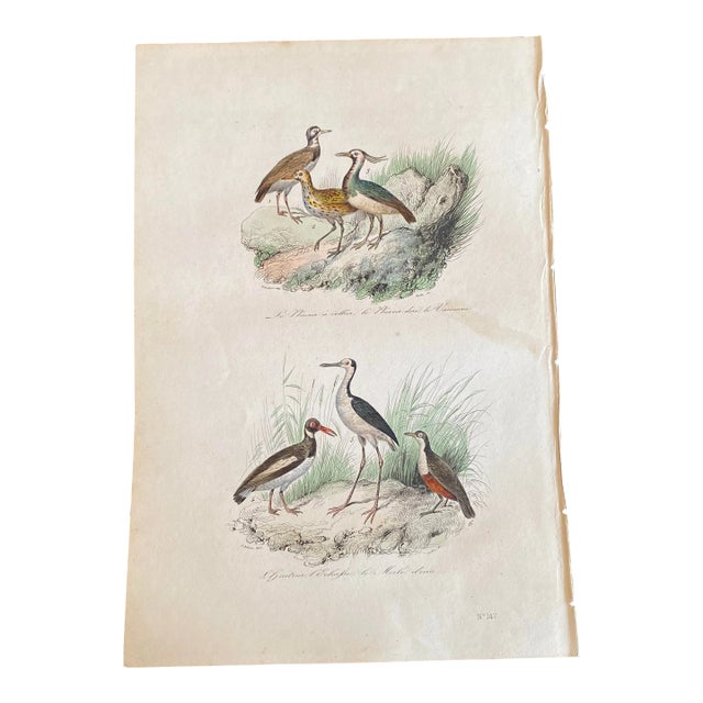 French Antique 18th Century Bird Engraving Hand Colored Signed Artwork For Sale