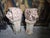 Pair of Cherub Sculptures, 1880, Terracotta For Sale - Image 3 of 16