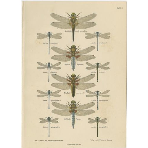 Dragonfly Lithographs from Die Geradflügel Mitteleuropas, 1908, Set of 3 For Sale - Image 3 of 13