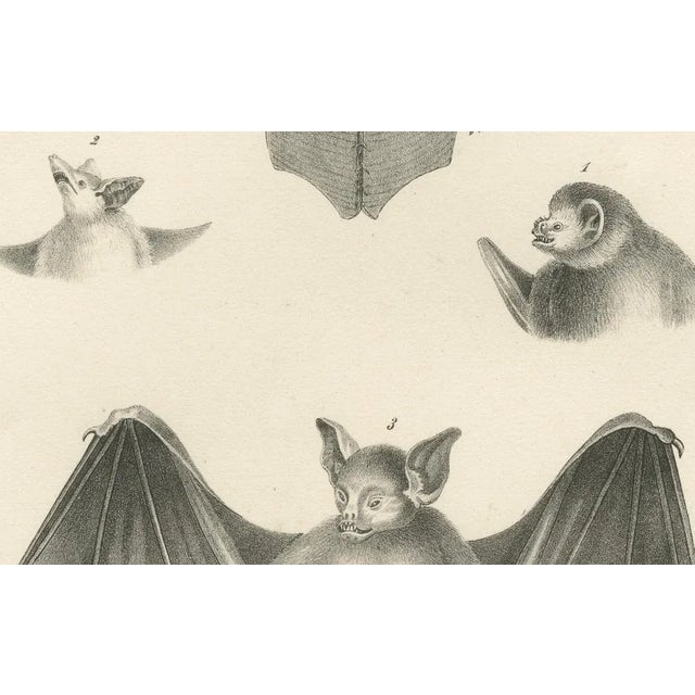 Paper Anatomical Studies of Bats, 1836, Lithographs on Paper, Set of 2 For Sale - Image 7 of 11