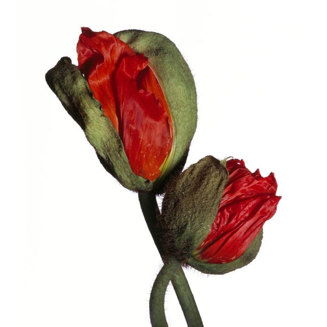 Iceland Poppy (A) by Michael Zeppetello A photograph of an Iceland Poppy (A) by Michael Zeppetello in a custom wood frame...