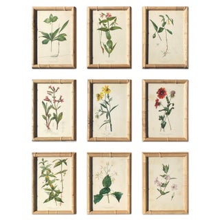Framed Botanical Chromolithographs Set of 9 — “Wild Flowers of America”, Volume Ii, L. Prang & Co., Boston (C. 1878) For Sale