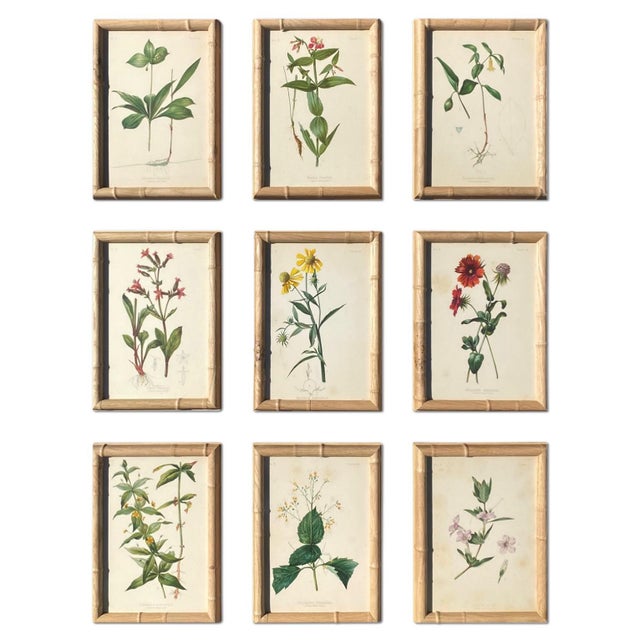 Framed Botanical Chromolithographs Set of 9 — “Wild Flowers of America”, Volume Ii, L. Prang & Co., Boston (C. 1878) For Sale