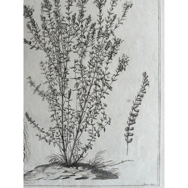 Paper Nicolas Robert, Syrian Oregano (Origanum Syriacum), Engraving, 1676 For Sale - Image 7 of 10