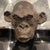 Ceramic Bonobo Monkey Head Sculpture in Terracotta, 2019 For Sale - Image 7 of 18