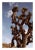 American Joshua Tree Desert Photograph - 24" X 36" For Sale - Image 3 of 3