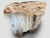 Andrianna Shamaris Ancient Petrified Wood Side Table or Coffee Table For Sale - Image 13 of 18