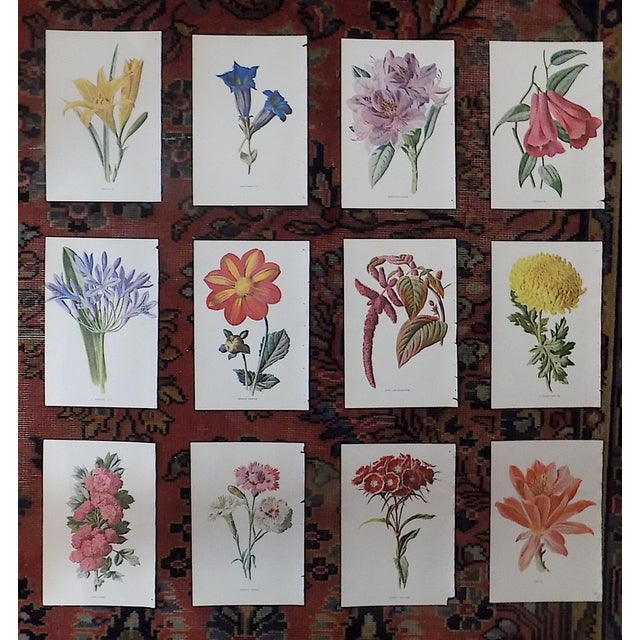 Authentic Antique 19th Century Edward Hulme Botanical "Garden Flowers" Lithographs - Set of 12 - Super Price! For Sale - Image 9 of 9