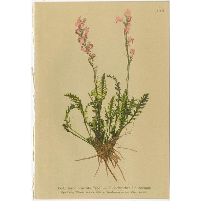 Late 19th Century After Anton Hartinger, Pedicularis Wildflower from the Alps, 1897, Chromolithograph, Set of 8 For Sale - Image 5 of 12