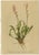 Late 19th Century After Anton Hartinger, Pedicularis Wildflower from the Alps, 1897, Chromolithograph, Set of 8 For Sale - Image 5 of 12