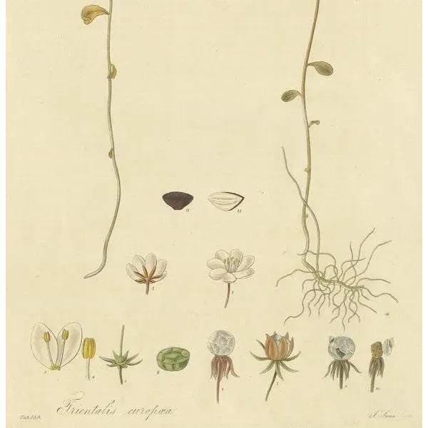 Curtis, Botany Illustration of Trientalis Europea, 1817, Print For Sale - Image 4 of 5