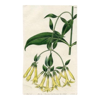 1825, Jamaican Fuchsia Botanical Print, the Botanical Register, Original Antique Botanical Print, Engraving, Hand Colored, England For Sale