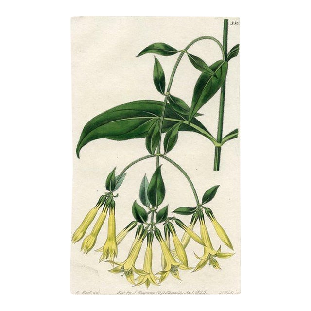 1825, Jamaican Fuchsia Botanical Print, the Botanical Register, Original Antique Botanical Print, Engraving, Hand Colored, England For Sale
