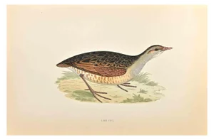 Alexander Francis Lydon, Land-Rail, Woodcut Print, 1870