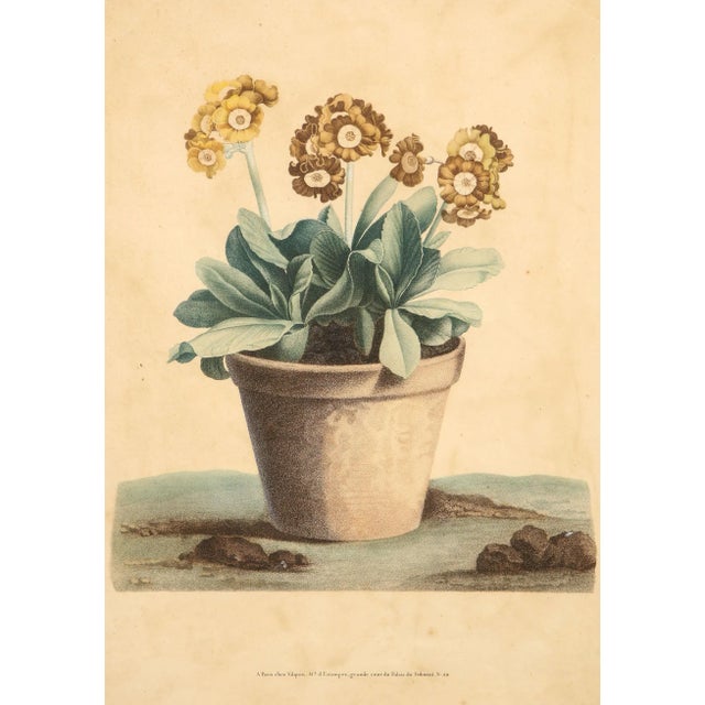 English Early 19th Century Potted Auricula Engraving by Jean-Louis Prévost in Pine Frame For Sale - Image 3 of 10