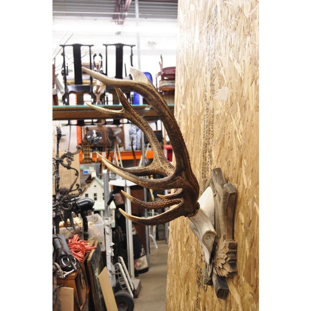 Antique Black Forest Victorian Wall Mounted Taxidermy Large Deer Skull & Antlers For Sale - Image 15 of 15