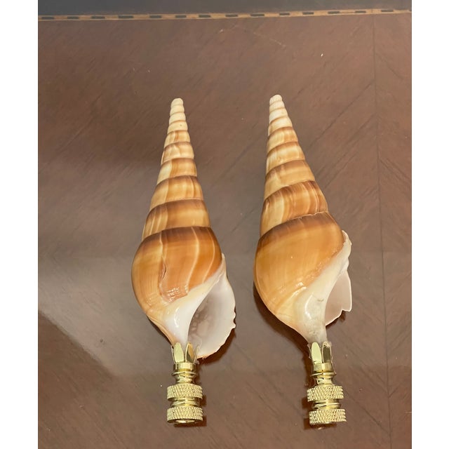Natures Beauty gorgeous pair of turbo sea shells mounted on brass bases as lamp finials. Great accent for coastal home decor.