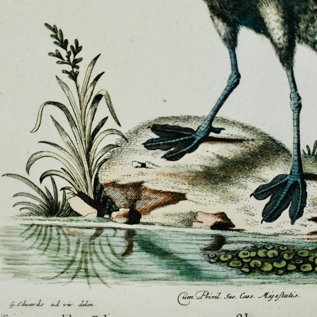 Pair of George Edwards Bird Engravings, in Fine Antique Gilt Frames For Sale - Image 10 of 13