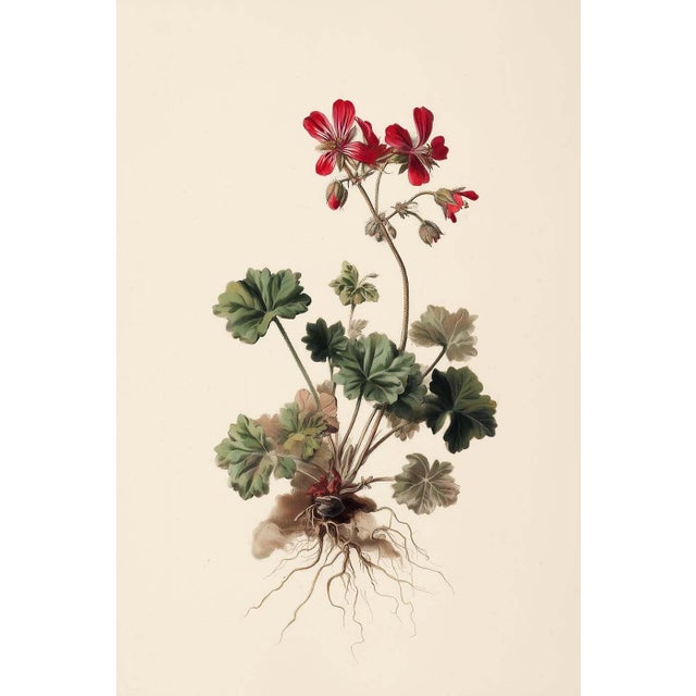 8" X 12" 'Geranium Robertianum' - Botanical Herbarium Watercolor & Pencil Flower Print For Sale