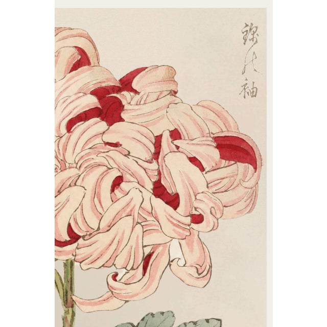 Japanese Asian Spider Mum by Hasegawa, Vintage Japanese Botanical Art Print, 36" X 54" For Sale - Image 3 of 9