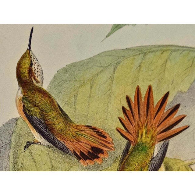 Printmaking Materials Flame-Bearer Hummingbirds: A 19th Hand-Colored "Selasphorus Scintilla" by John Gould and Henry Constantine Richter 1850 For Sale - Image 7 of 9