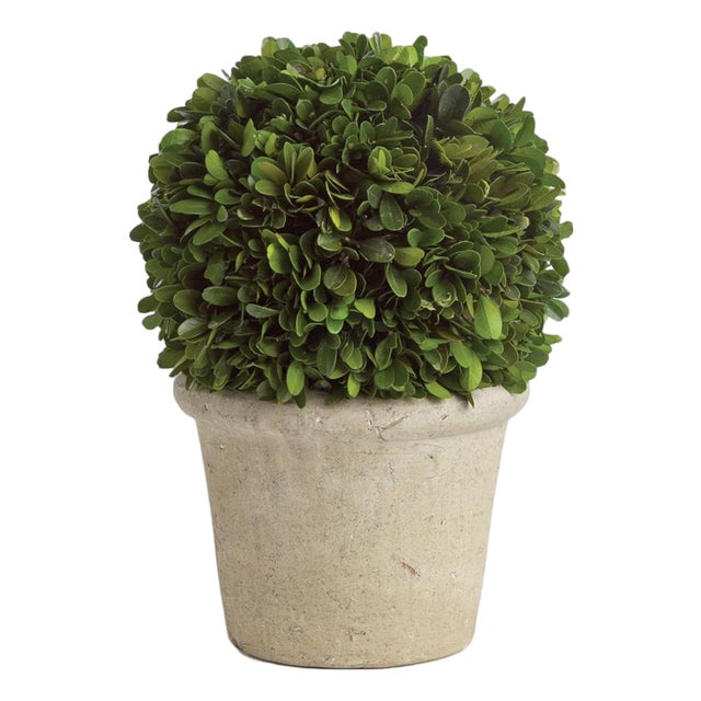 Boxwood 8" Ball In Pot For Sale