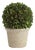 Boxwood 8" Ball In Pot For Sale